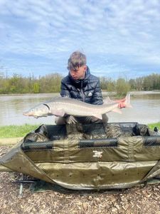 Sturgeon