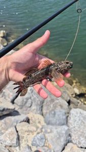 Round Goby
