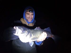 European Bass (Seabass)