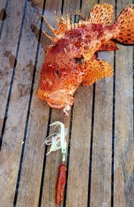 Red Scorpionfish