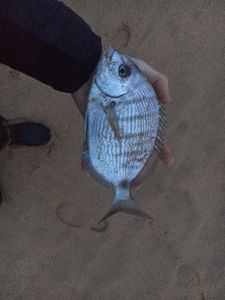 White Seabream