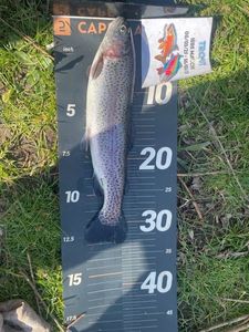 Rainbow Trout