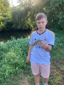 European Perch