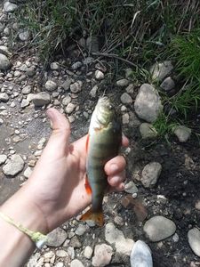 European Perch