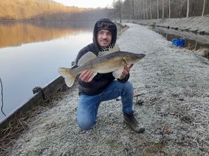 Zander