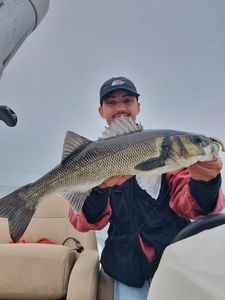 European Bass (Seabass)