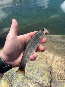 Brook Trout