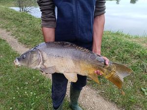 Mirror Carp