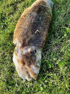 Common Cuttlefish