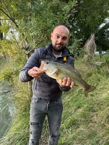 Smallmouth Bass