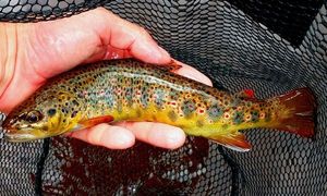 Brown Trout