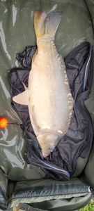 Leather Carp