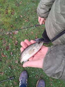 Largemouth Bass