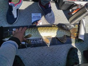 Northern Pike