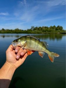 European Perch