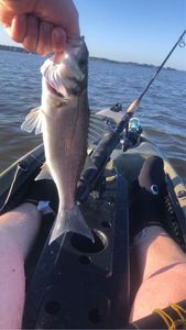 European Bass (Seabass)