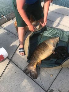 Common Carp