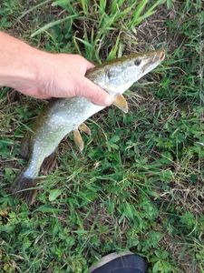 Northern Pike