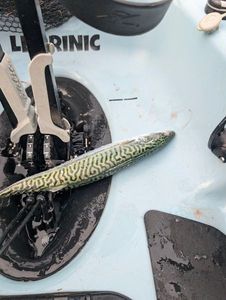 Mackerel