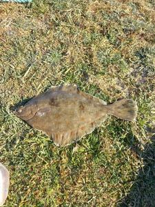 European Plaice