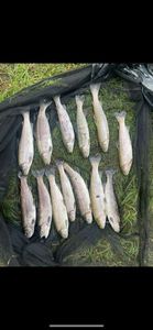 Rainbow Trout