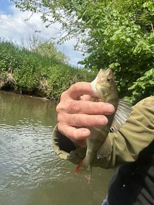 European Perch