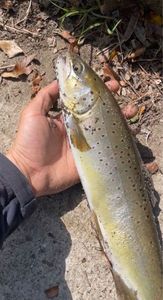Brown Trout