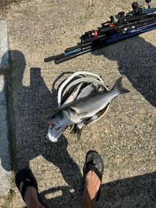 European Bass (Seabass)