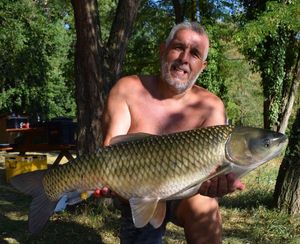 Carpe Amour (Carpe de Roseau)