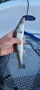 Zander