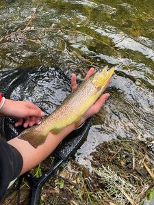 Brown Trout
