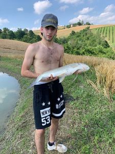 Amur Pike