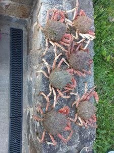 Common Spider Crab