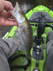 Zander