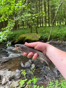 Rainbow Trout