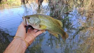 Largemouth Bass