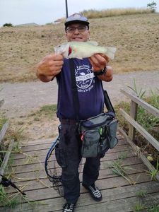 Largemouth Bass
