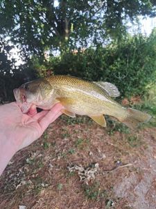 Largemouth Bass