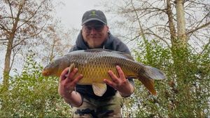 Common Carp