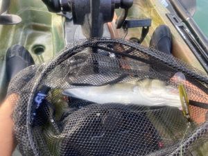 European Bass (Seabass)