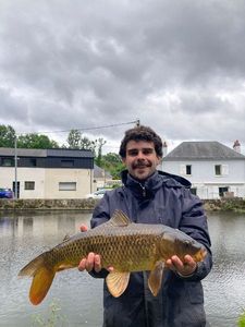 Common Carp
