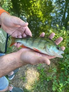 European Perch