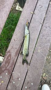 Northern Pike