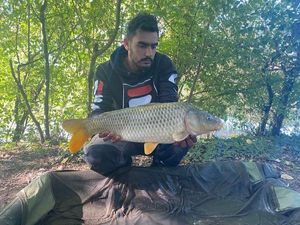 Common Carp