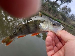 European Perch
