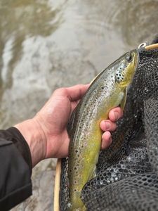 Brown Trout