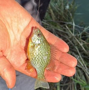 Green Sunfish