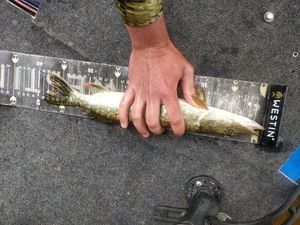 Northern Pike