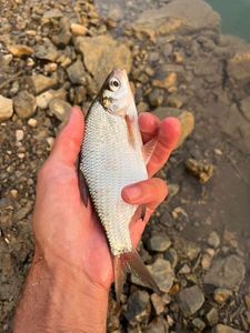 Common Bream