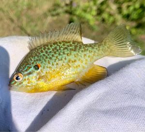 Green Sunfish